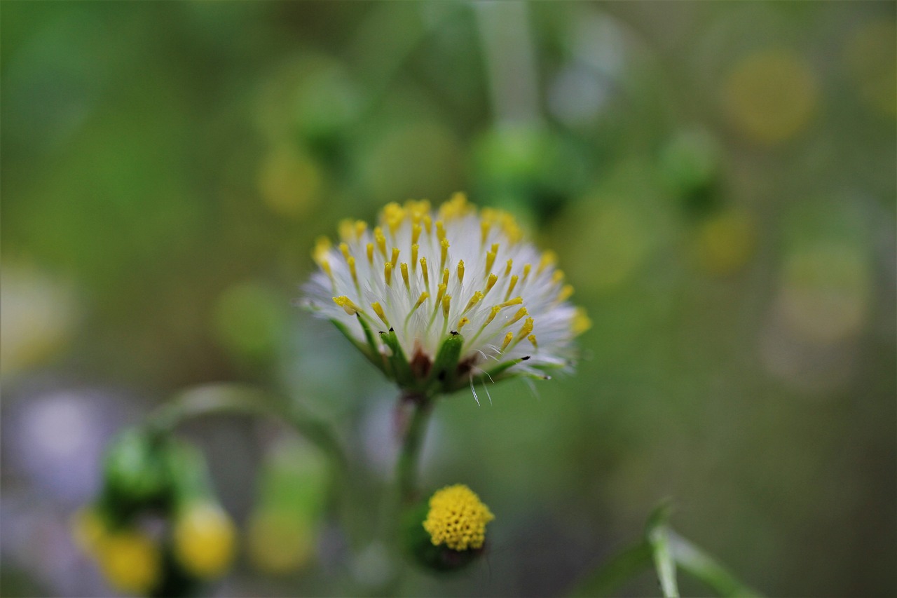 Grimm: 10 Curiosidades que No Conocías sobre la Serie 4 grimm