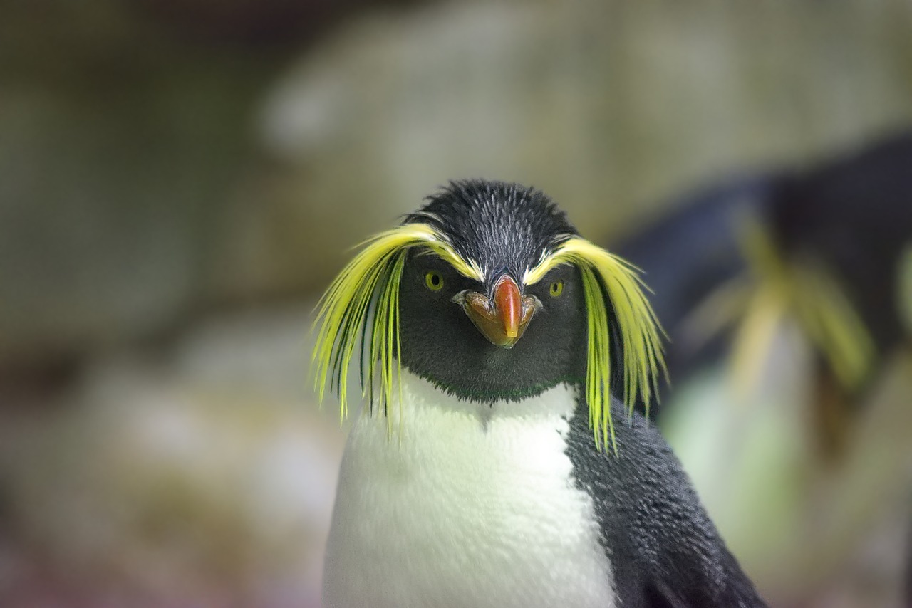 10 consejos para cuidar a tu mascota Pingu pingu