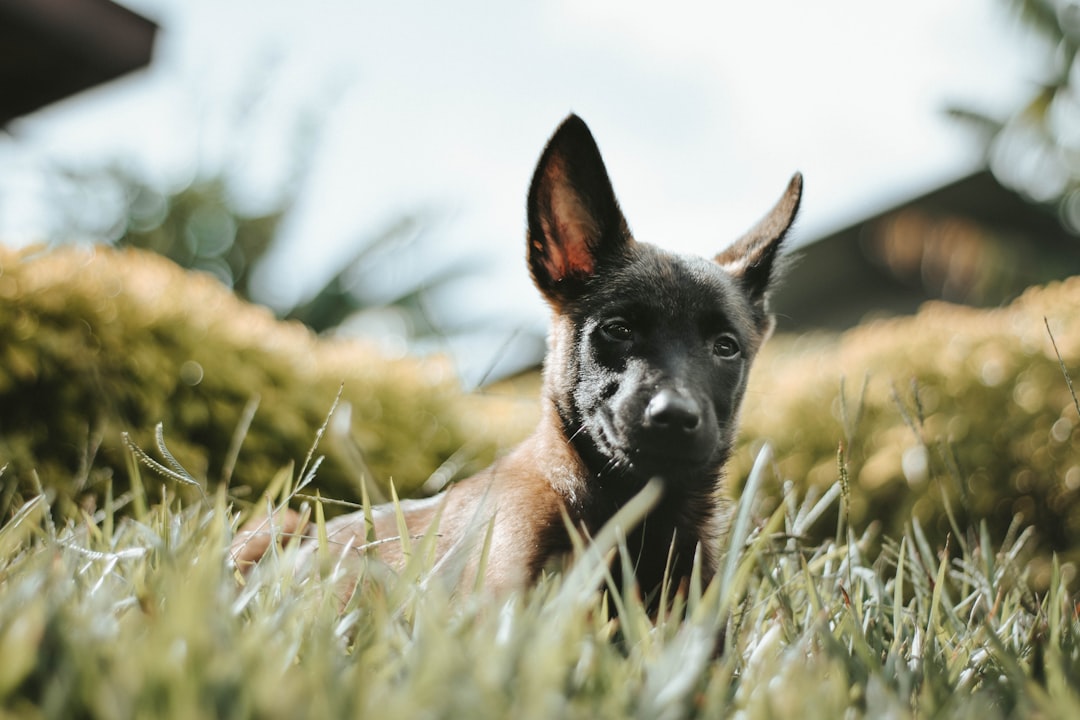 Regalo Cachorros Urgente: ¡Encuentra el Perfecto Compañero! 5 Regalo Cachorros Urgente: ¡Encuentra el Perfecto Compañero! regalo cachorros urgente