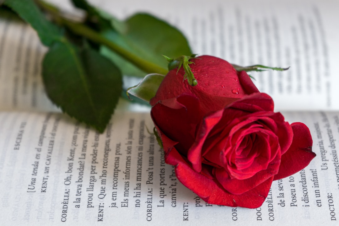 5 consejos para cuidar los rosales perales en tu jardín rosa peral