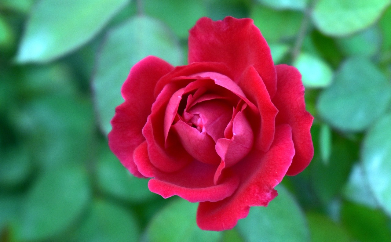7 razones por las que el color rosa es tendencia en este momento rosa