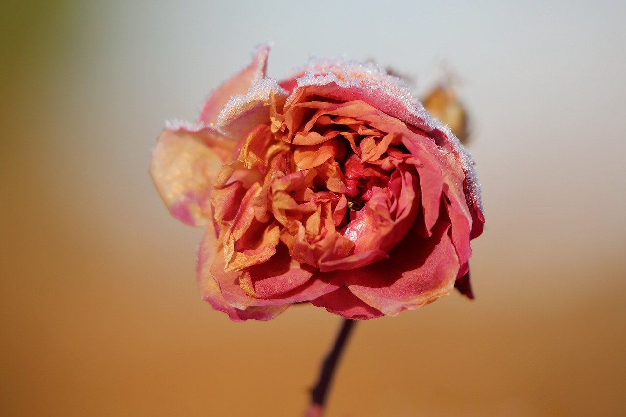 10 increíbles variedades de rosas para tu jardín 1 10 increíbles variedades de rosas para tu jardín rosas