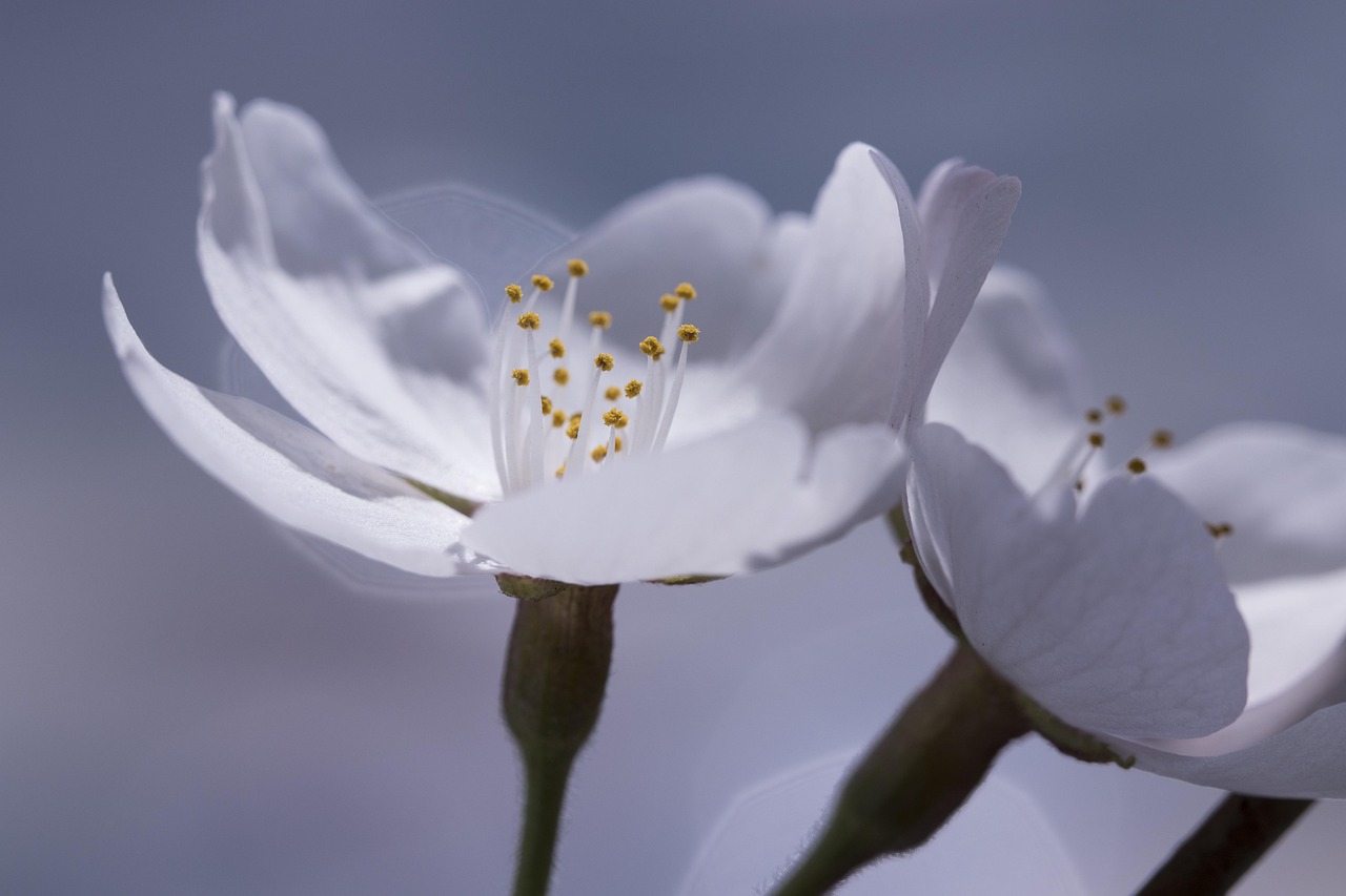 Guía para disfrutar del sakura: 5 consejos imprescindibles sakura