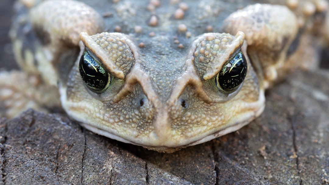 5 Curiosidades sobre los Sapos: ¿Qué tanto sabes sobre esta especie? 4 5 Curiosidades sobre los Sapos: ¿Qué tanto sabes sobre esta especie? sapo