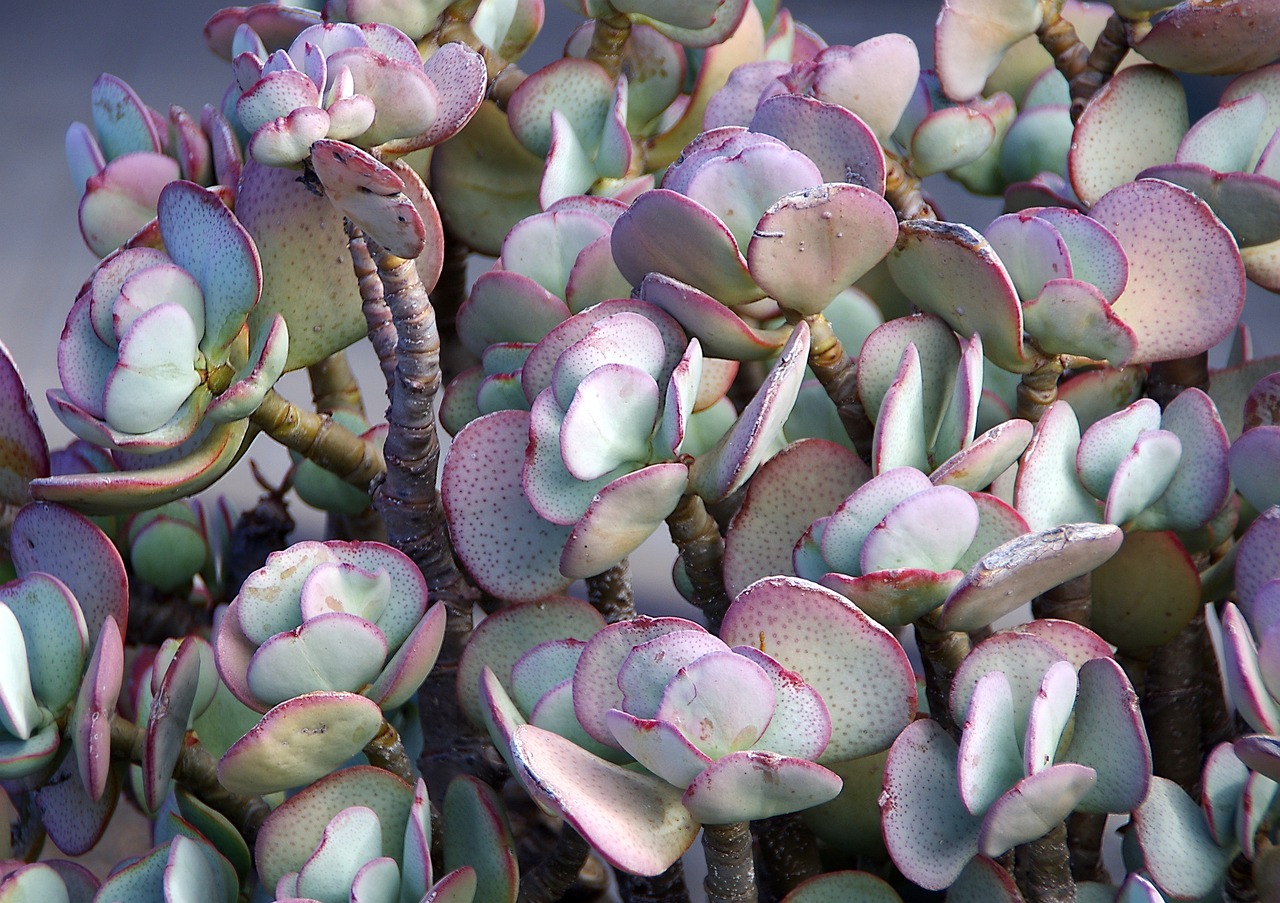 7 variedades de sedum para un jardín único 3 7 variedades de sedum para un jardín único sedum