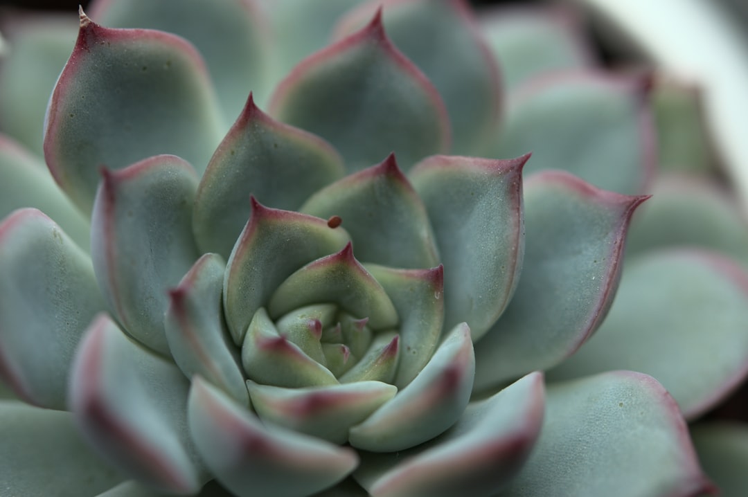 10 Consejos para Cuidar tus Suculentas 4 10 Consejos para Cuidar tus Suculentas suculentas