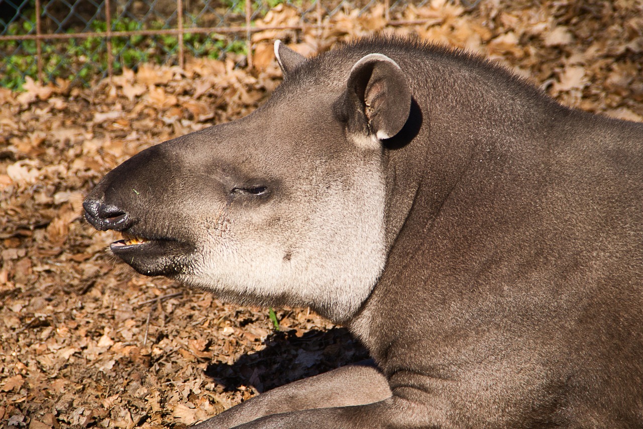 10 Datos Asombrosos sobre el Tapir: La Increíble Criatura de la Selva tapir