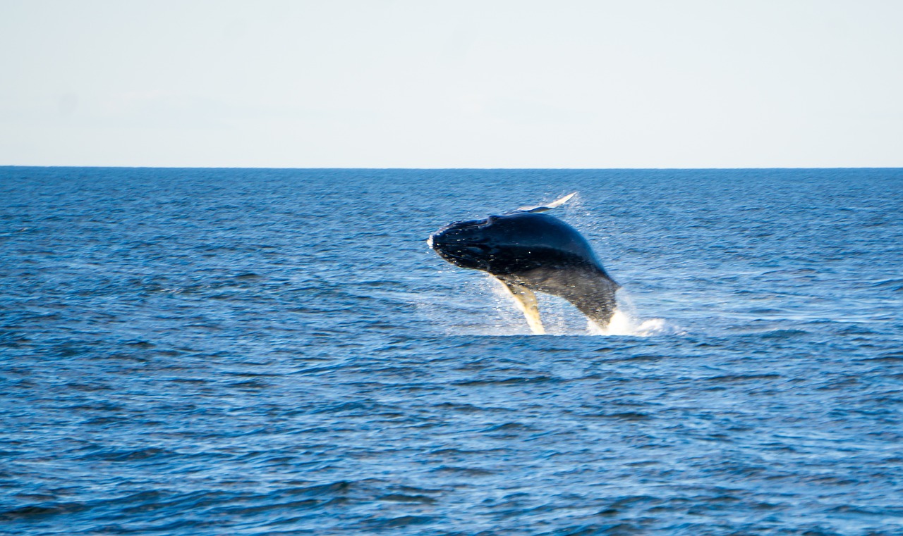 10 Datos Fascinantes sobre "The Whale" que No Conocías 1 the whale