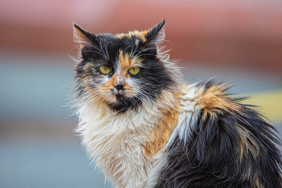 5 curiosidades sobre el tiburón gato: conoce más sobre esta fascinante especie tiburon gato