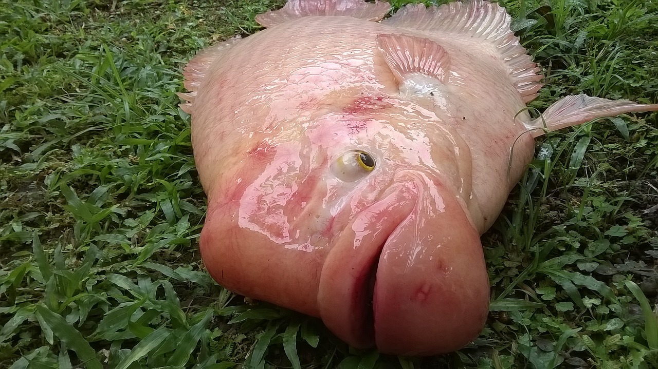 10 Recetas deliciosas con tilapia para sorprender a tus invitados tilapia