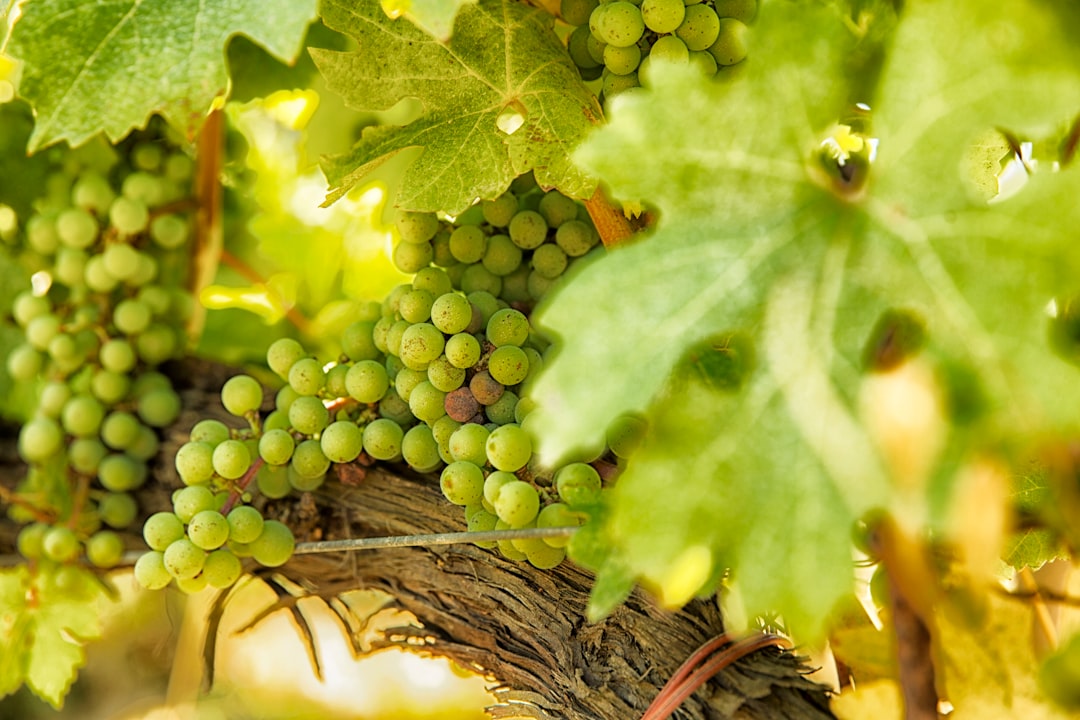 Toscana: 5 Imperdibles Lugares para Visitar en la Región 4 Toscana: 5 Imperdibles Lugares para Visitar en la Región toscana