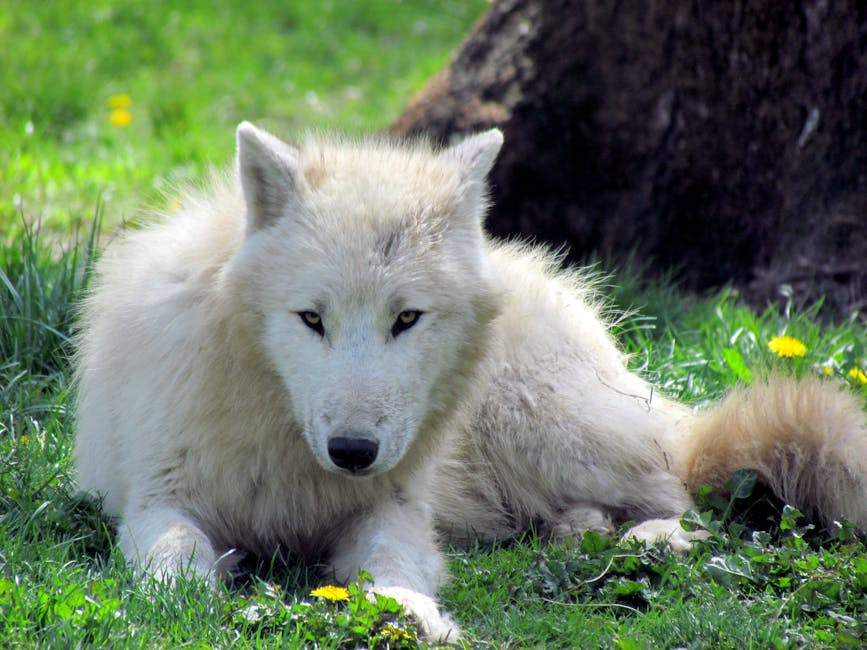 Keyword Wolf Barcelona: 5 Increíbles Lugares para Avistar Lobos 3 Keyword Wolf Barcelona: 5 Increíbles Lugares para Avistar Lobos wolf barcelona