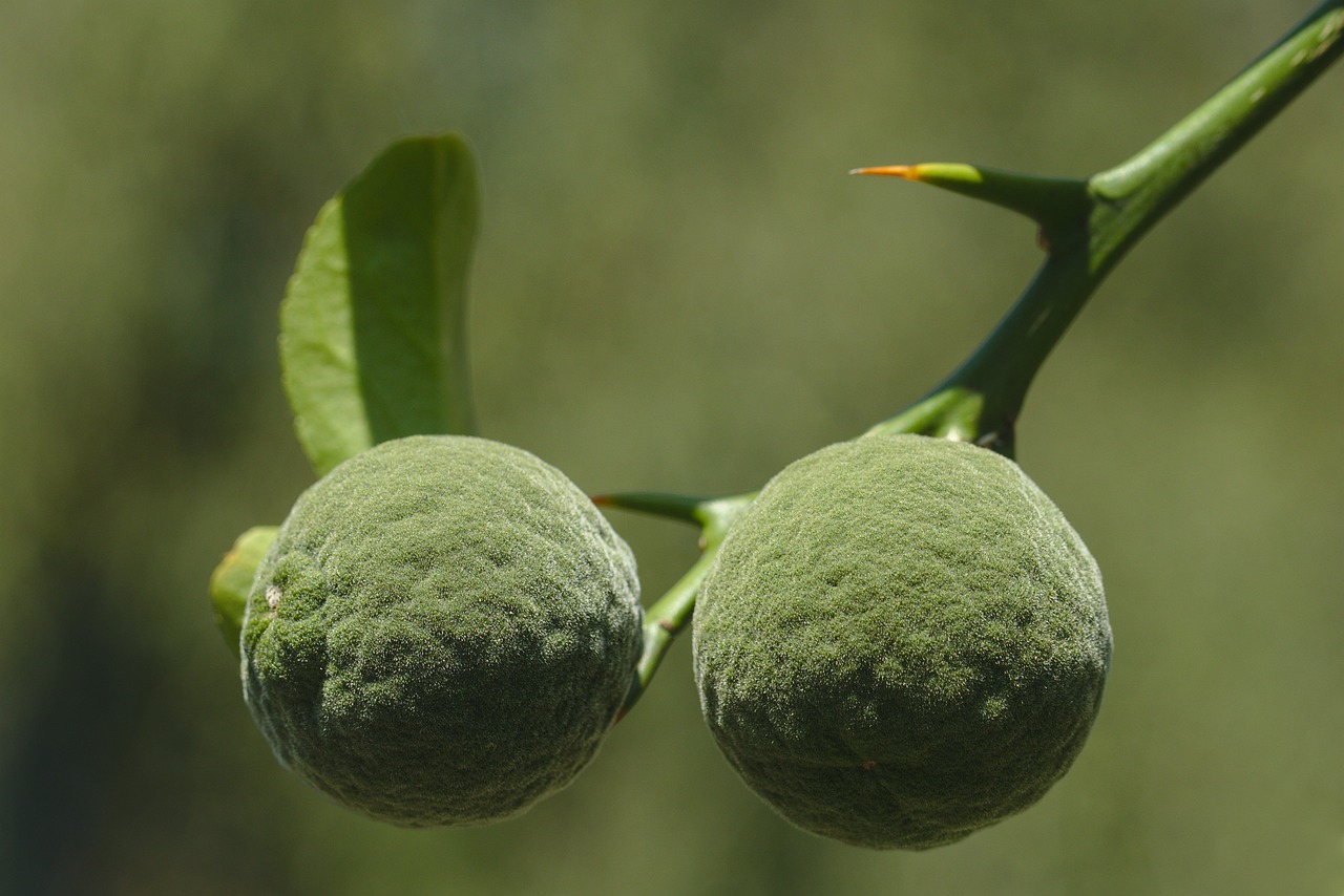 5 Deliciosas Recetas con Yuzu: Descubre el Sabor Único de Esta Fruta 3 5 Deliciosas Recetas con Yuzu: Descubre el Sabor Único de Esta Fruta yuzu