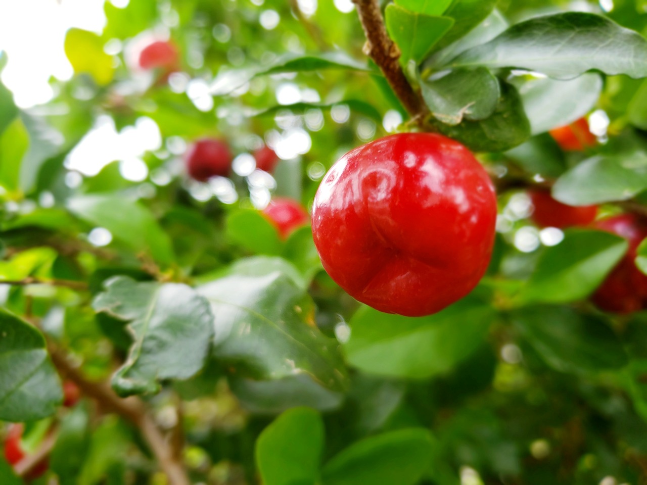 Acerola: 7 beneficios sorprendentes para tu salud diaria 1 acerola