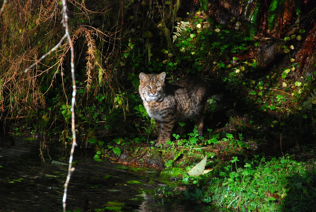 Bobcat: 7 datos fascinantes sobre el hábitat del bobcat 2 bobcat