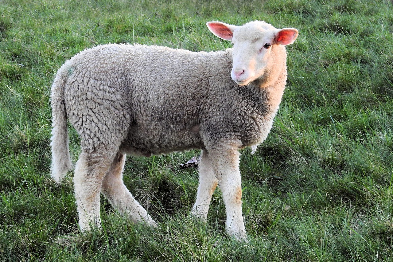 cult of the lamb