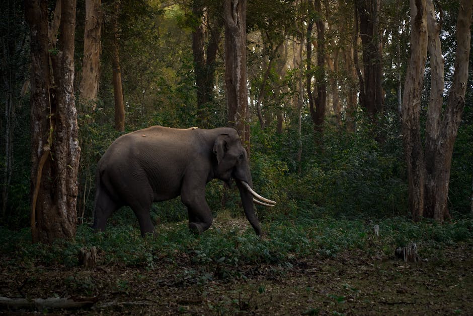 Elephant rooms: 5 claves para optimizar tu espacio creativo 1 elephant rooms