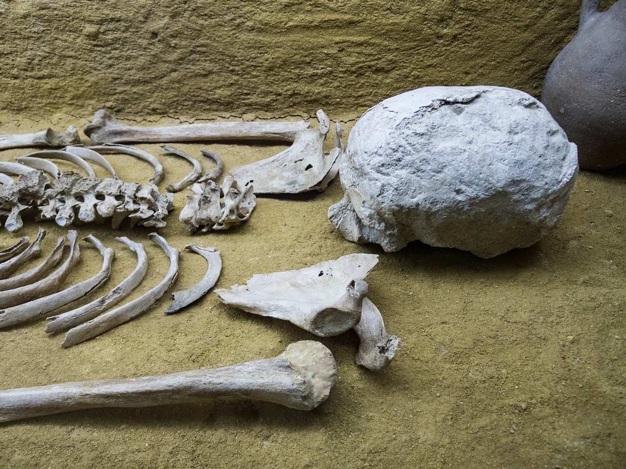 Femur: 5 datos sorprendentes sobre la salud del fémur 3 femur