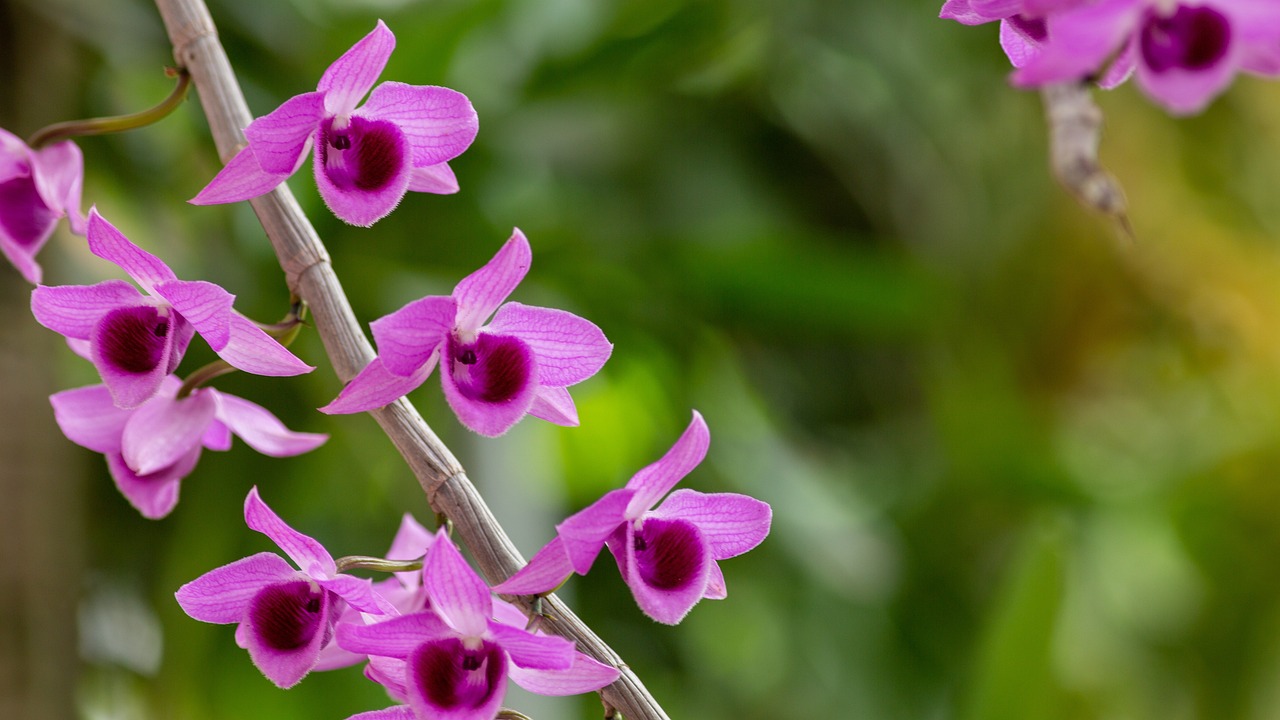 Orquideas: 5 secretos para cuidar tus plantas en casa 4 orquideas
