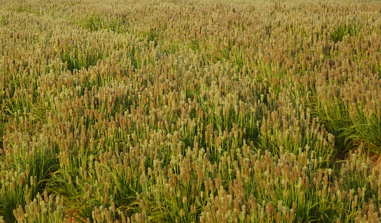 Psyllium: 5 beneficios sorprendentes para tu salud digestiva 4 psyllium