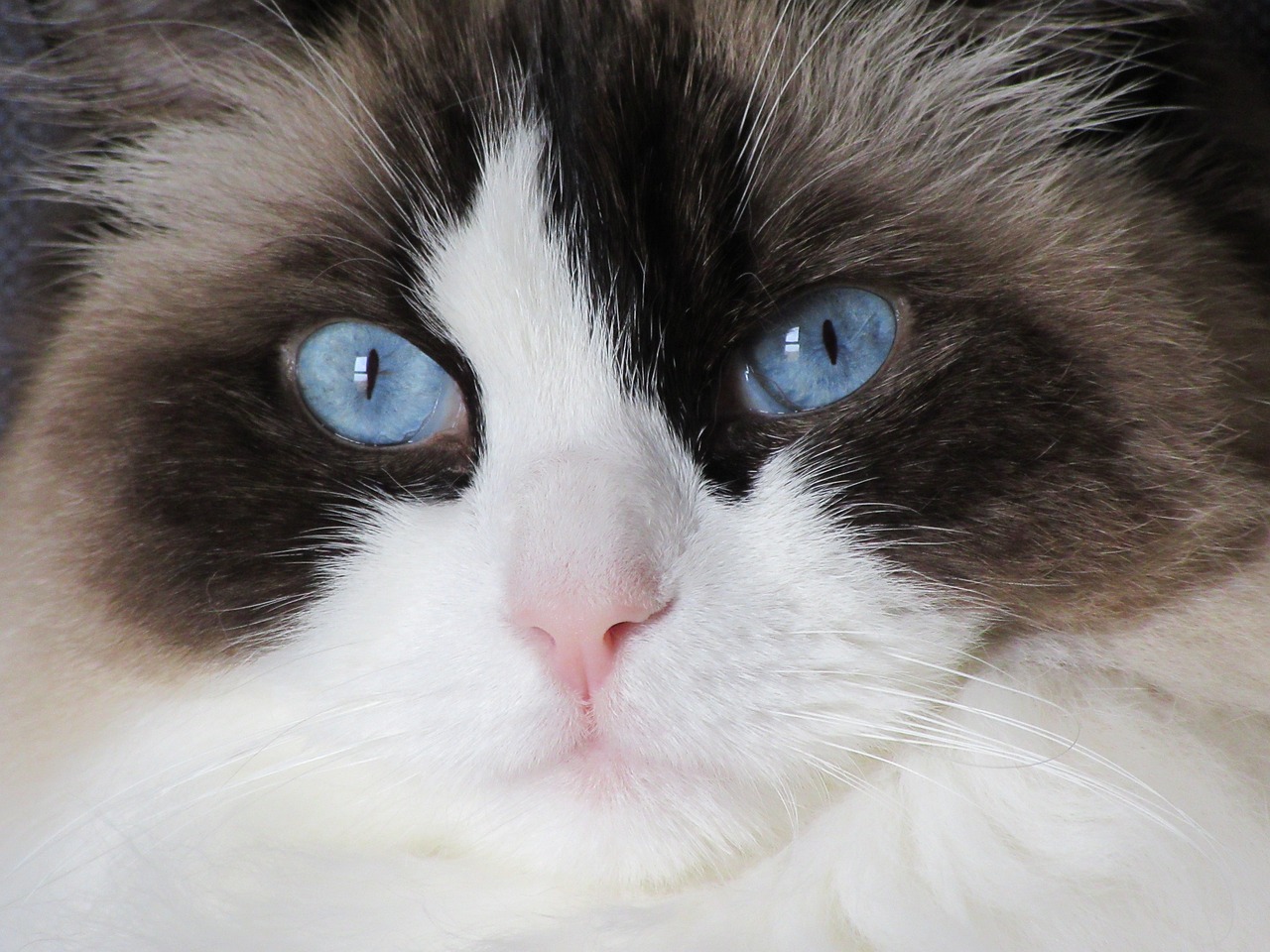 Ragdoll: 7 cuidados esenciales para tu gato adorable 13 ragdoll
