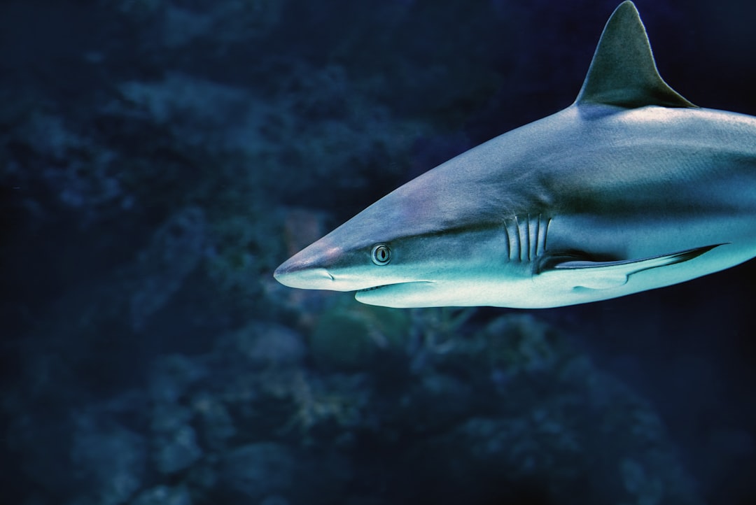 Shark: 7 secretos para atraer más clientes a tu negocio 4 shark