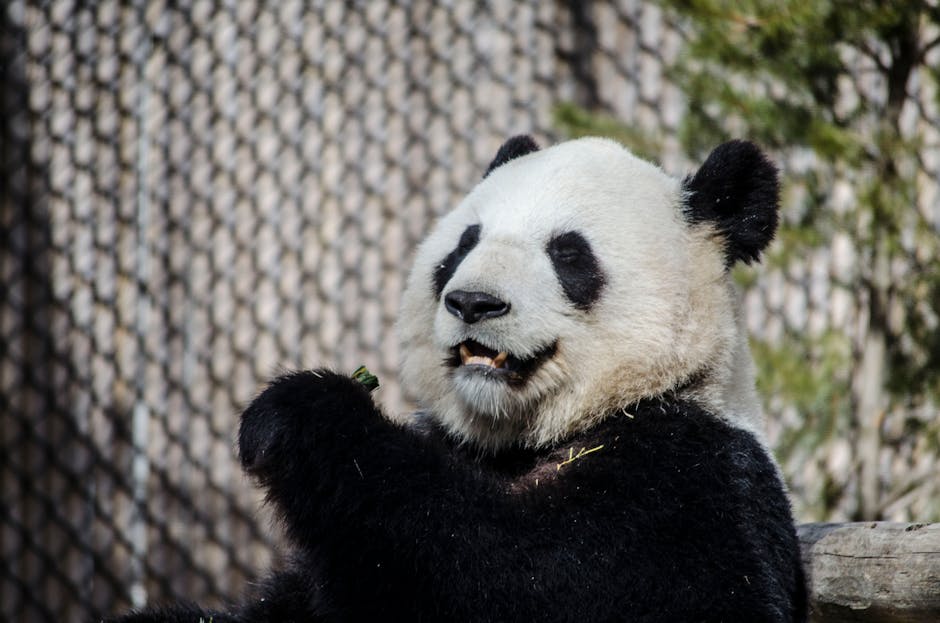 La the bear reparto: 5 razones para amar este adorable personaje 1 the bear reparto