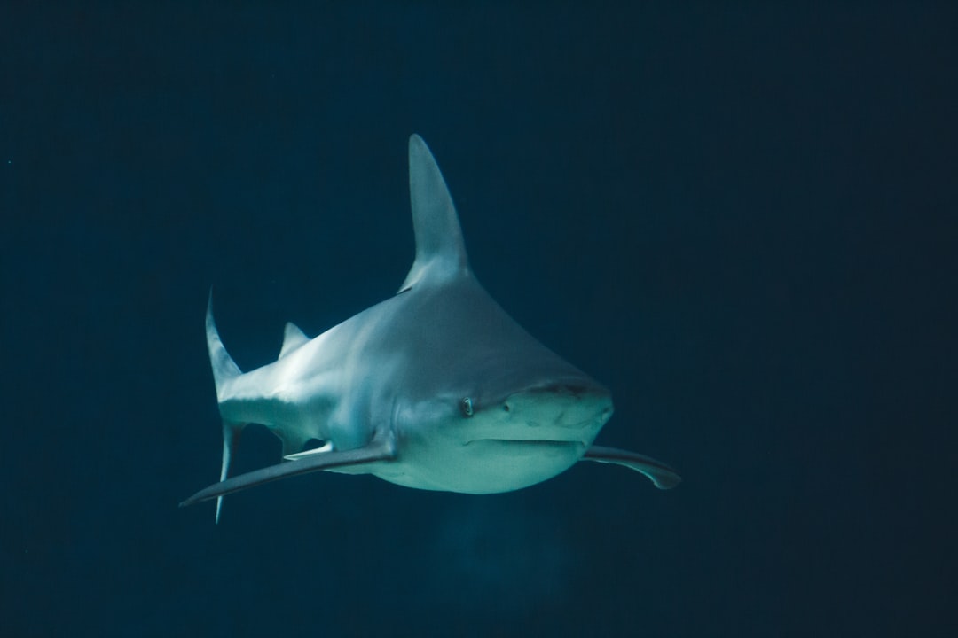 Tiburón: 5 datos fascinantes sobre la vida de los tiburones 4 tiburon
