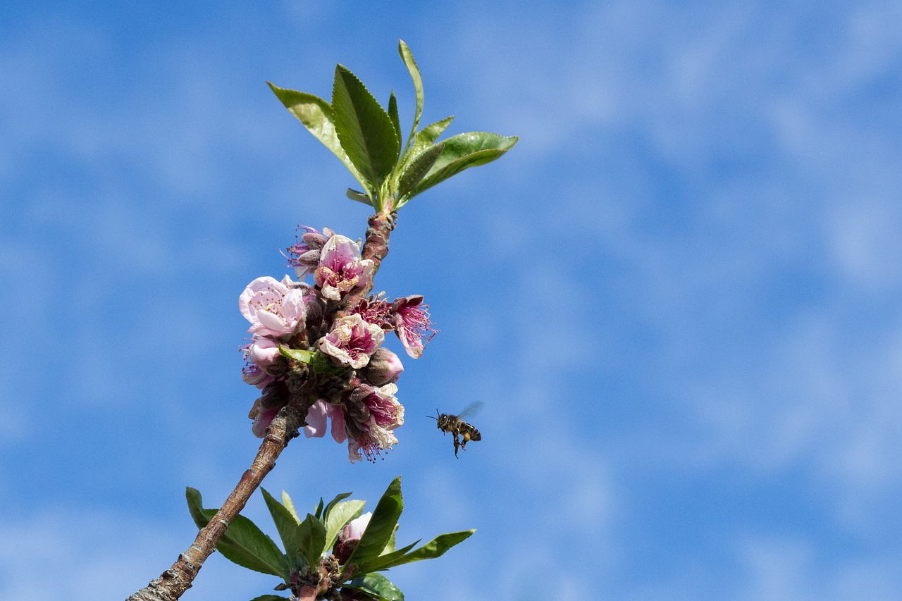 nectarina
