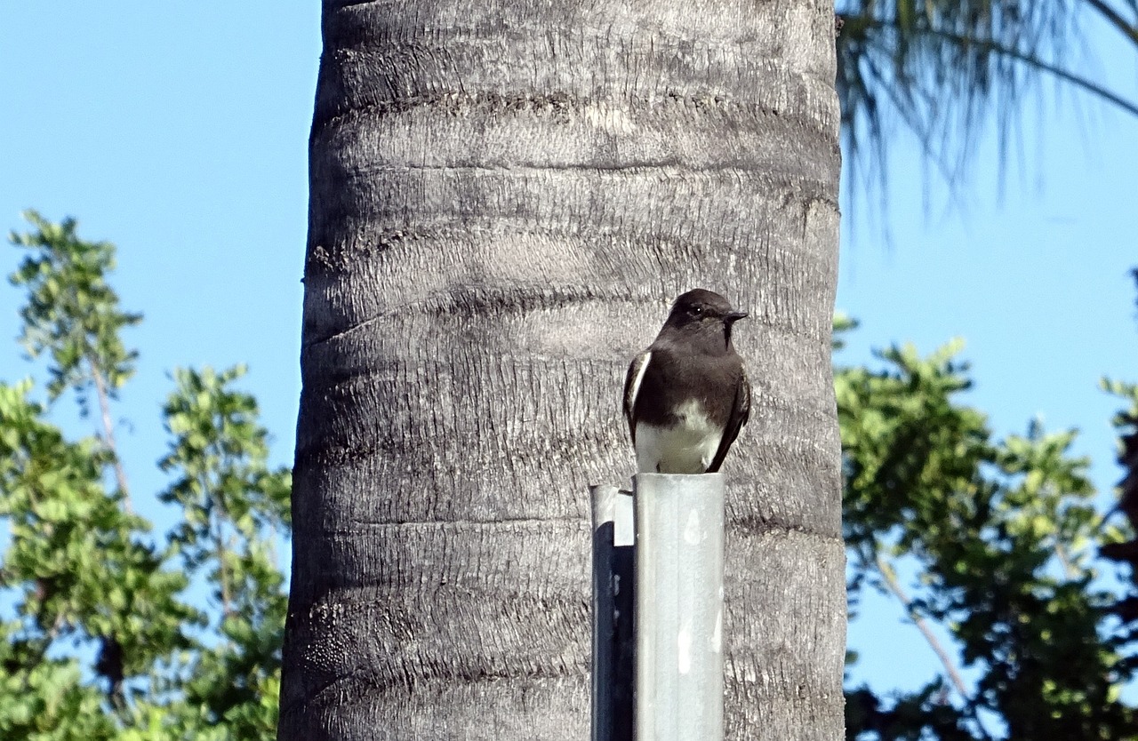 acantosis nigricans