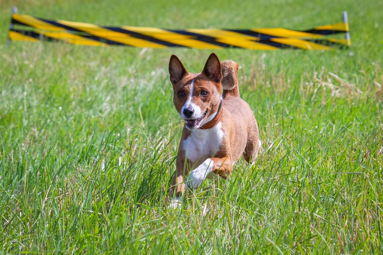 Agil: 5 pasos esenciales para implementar Scrum en tu equipo 1 agil