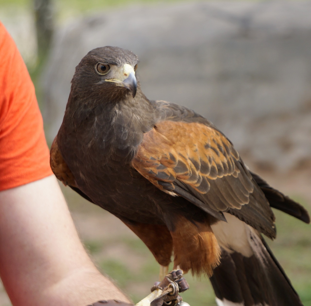aguila imperial