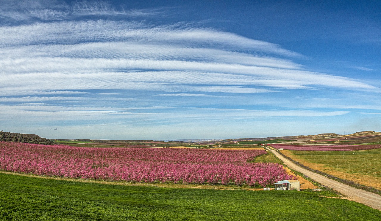 Alf: 5 claves para optimizar tu rendimiento en la alfombra 4 alf