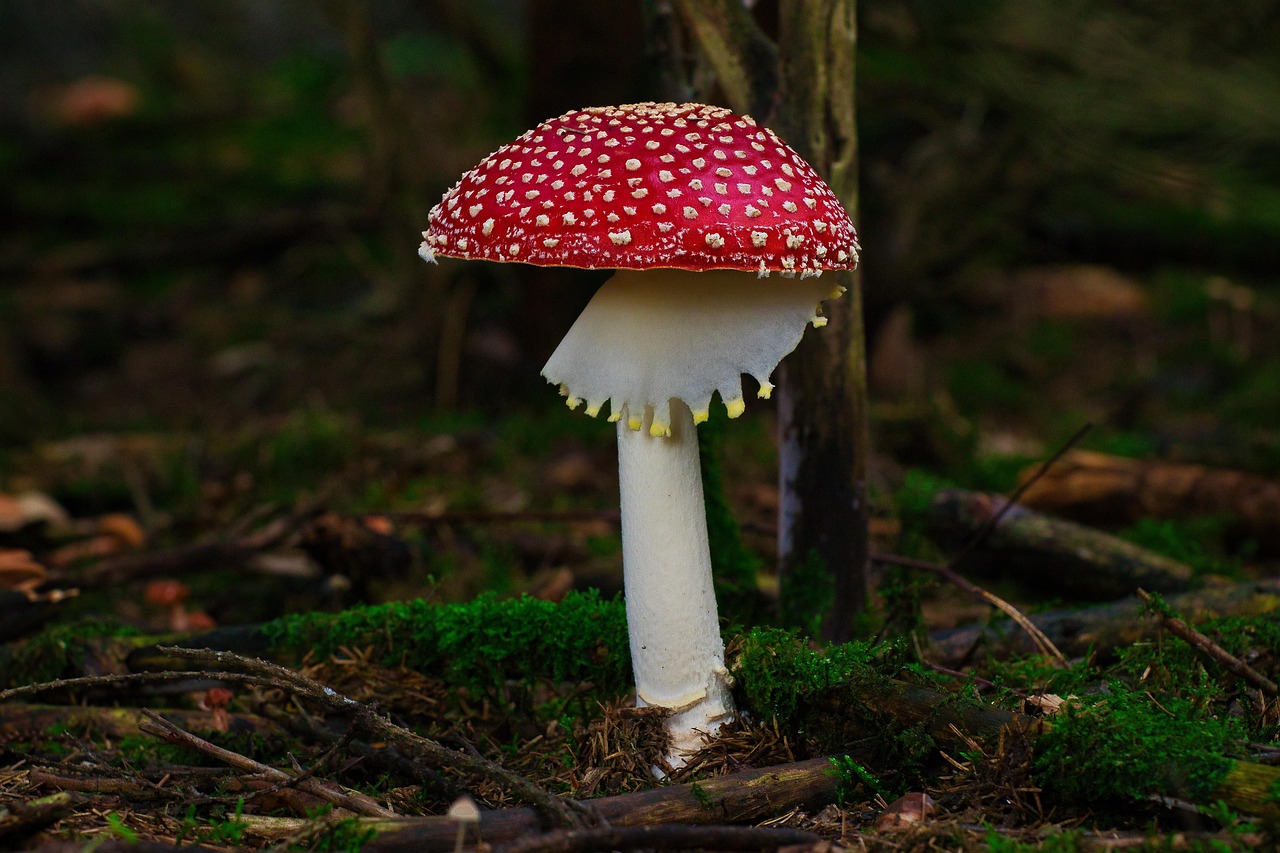 Amanita caesarea: 5 datos fascinantes sobre esta seta deliciosa 4 amanita caesarea