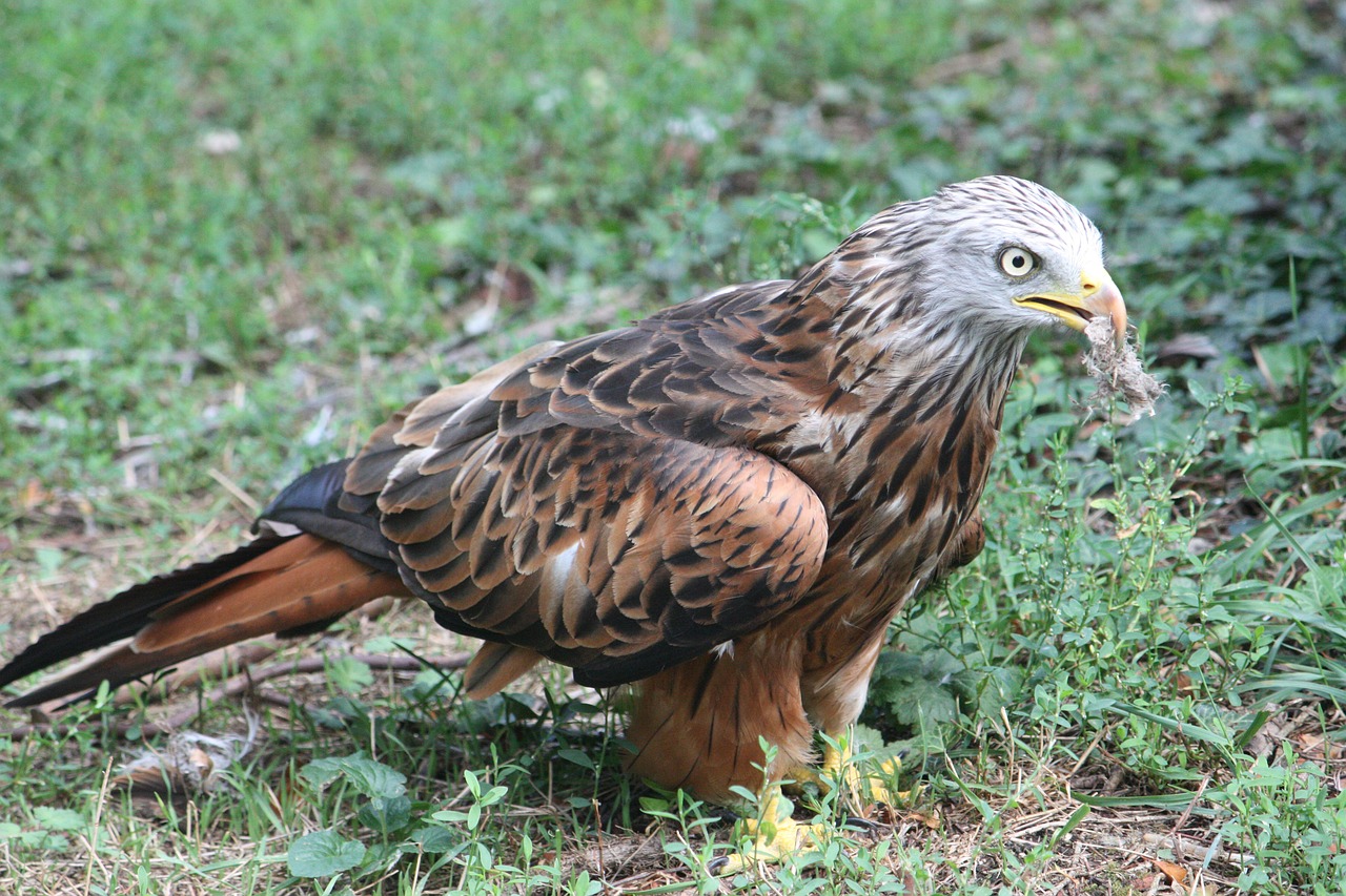 Ana milán: 5 secretos de su éxito en la televisión 5 ana milán
