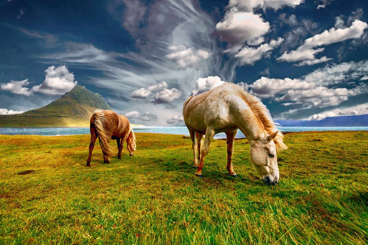 Animales fantásticos: 5 criaturas mágicas que debes conocer 5 animales fantasticos
