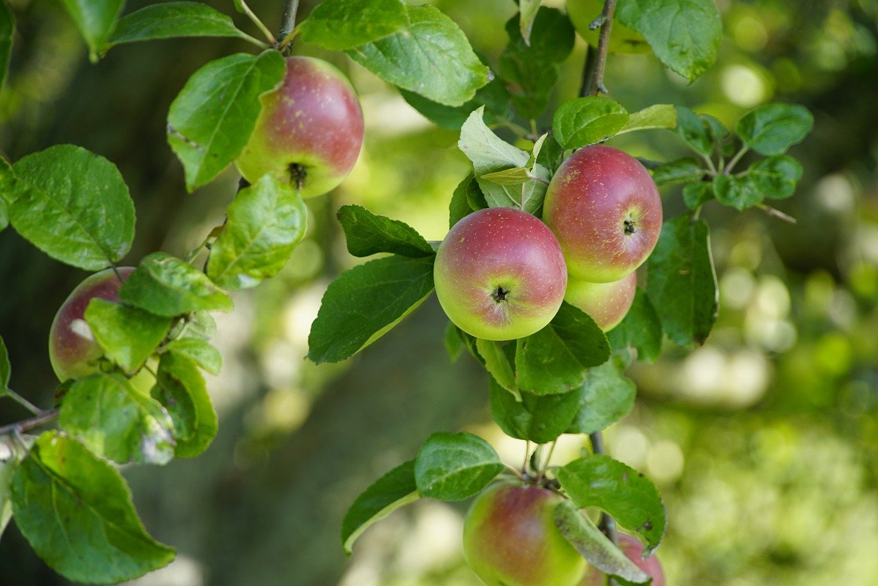 apple airpods