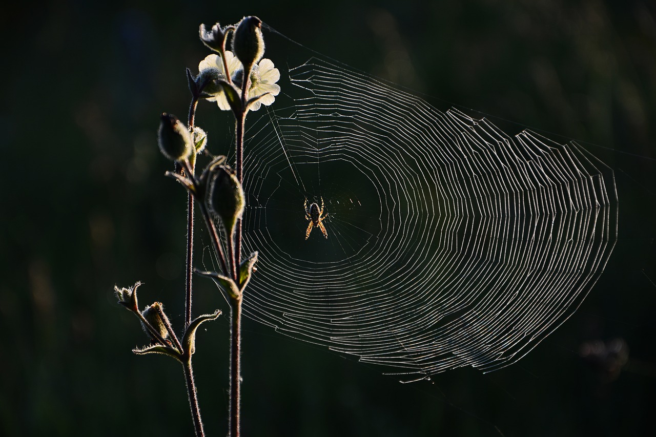 Araña roja: 5 claves para controlar su infestación en plantas 3 araña roja