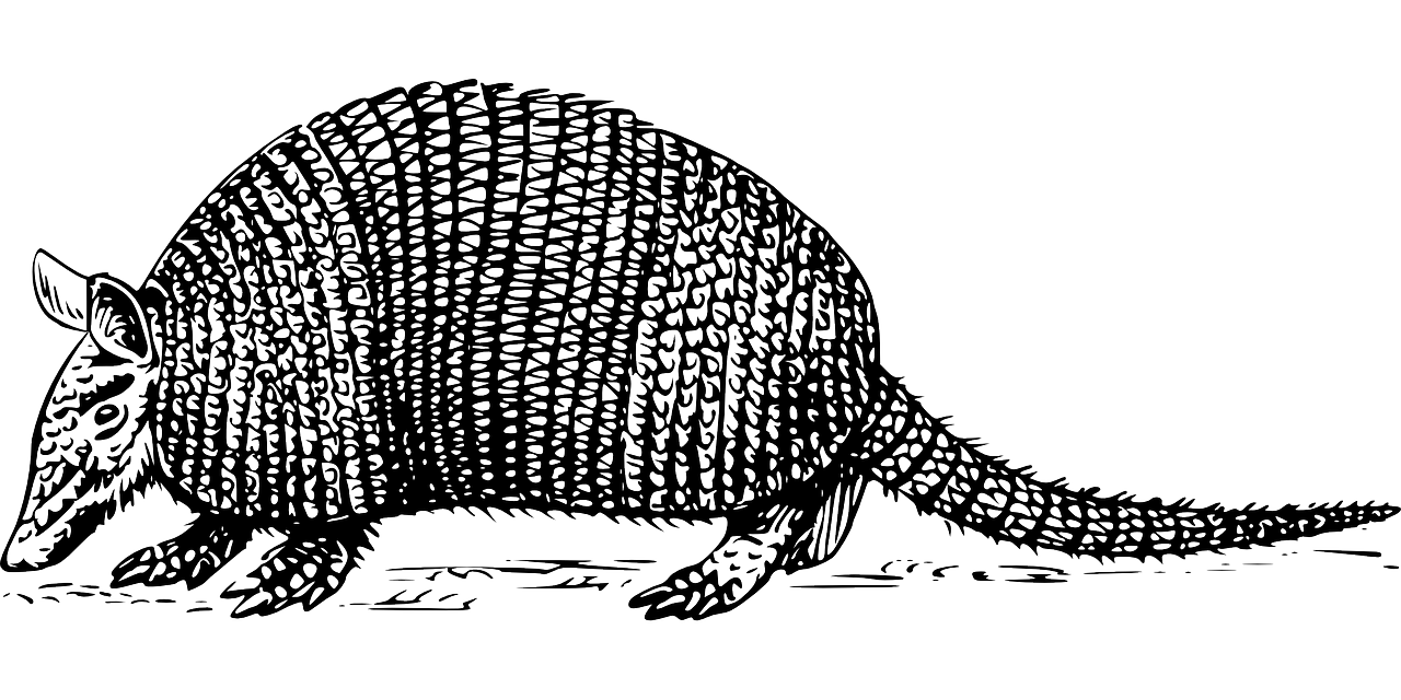 armadillo