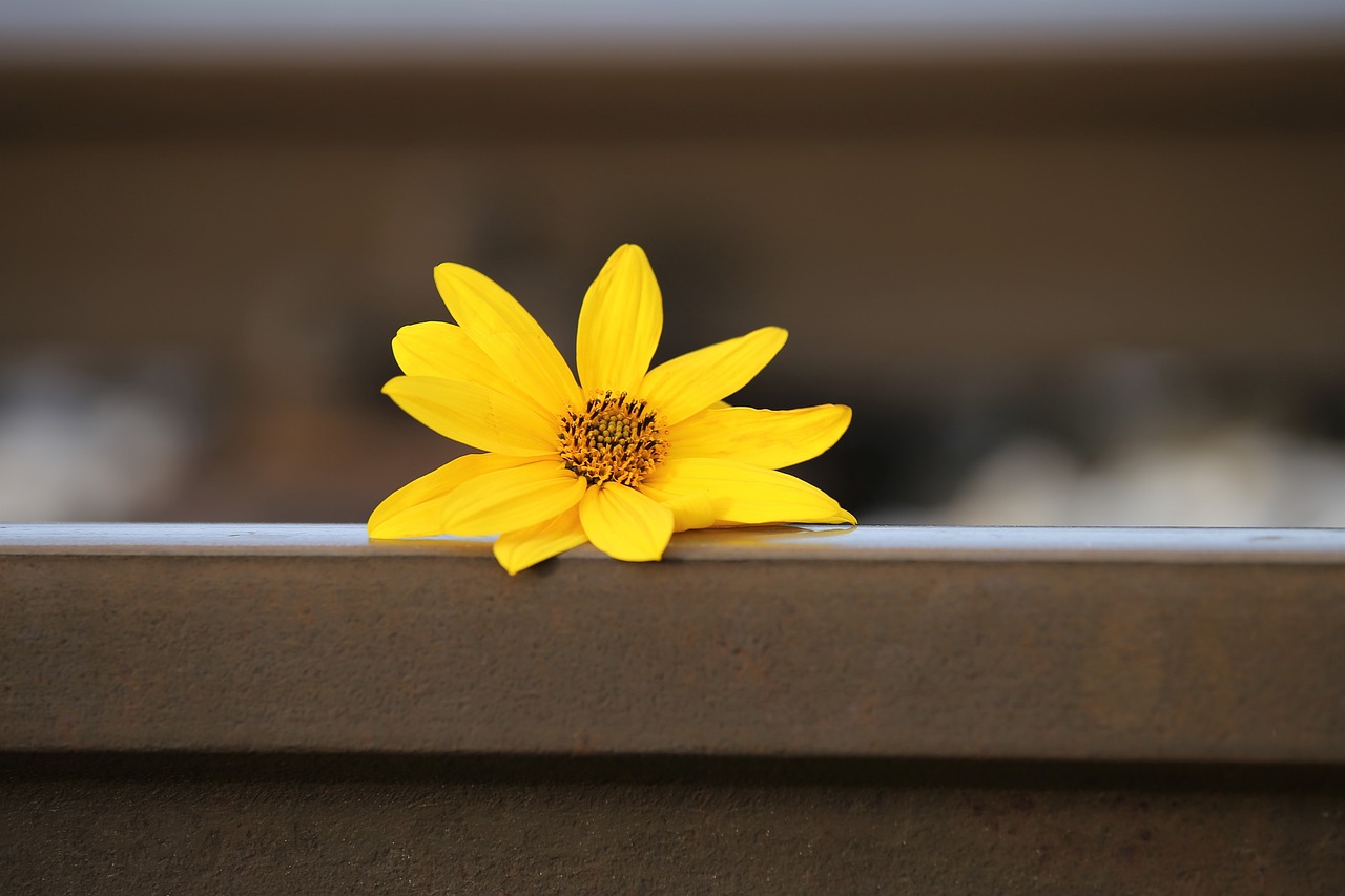 Arnica: 5 beneficios sorprendentes para tu salud y bienestar 4 arnica