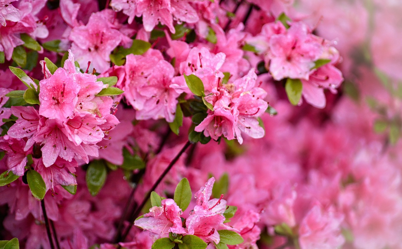 azalea