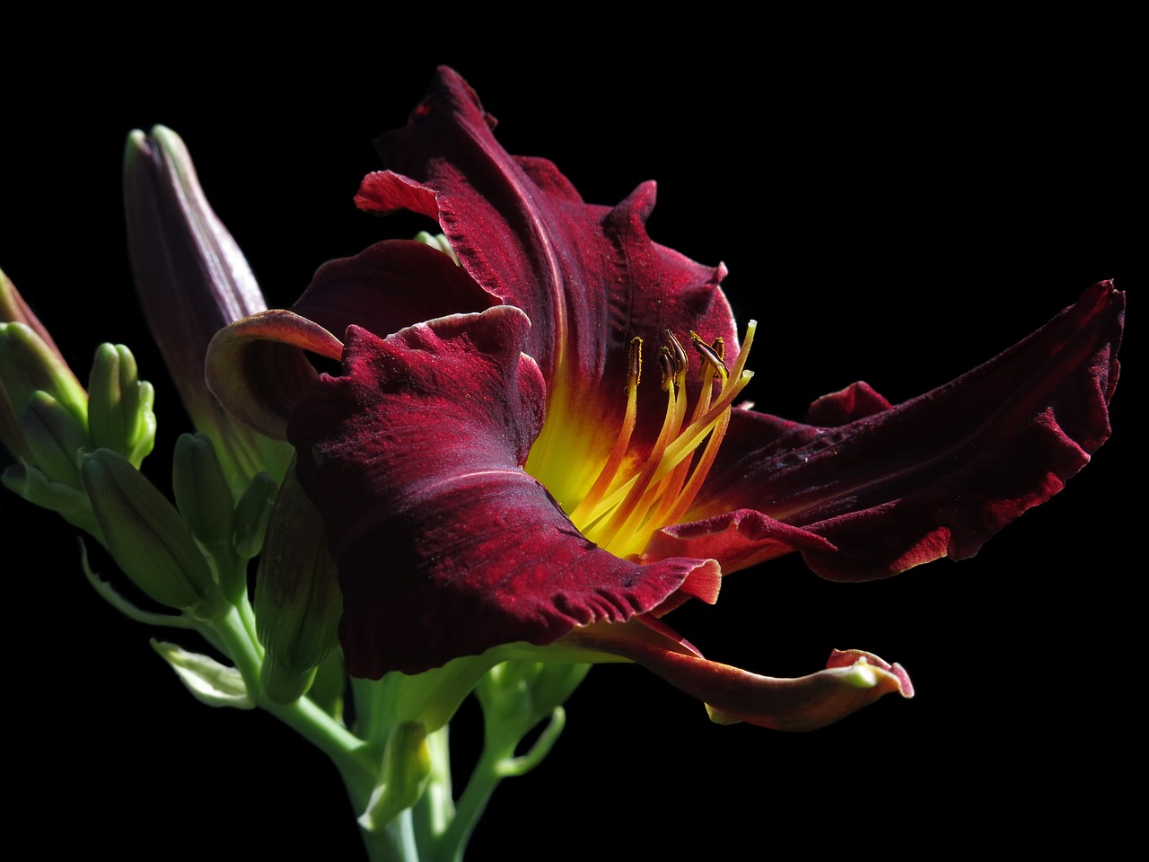 Azucena: 7 claves para cuidar y cultivar esta hermosa flor 2 azucena