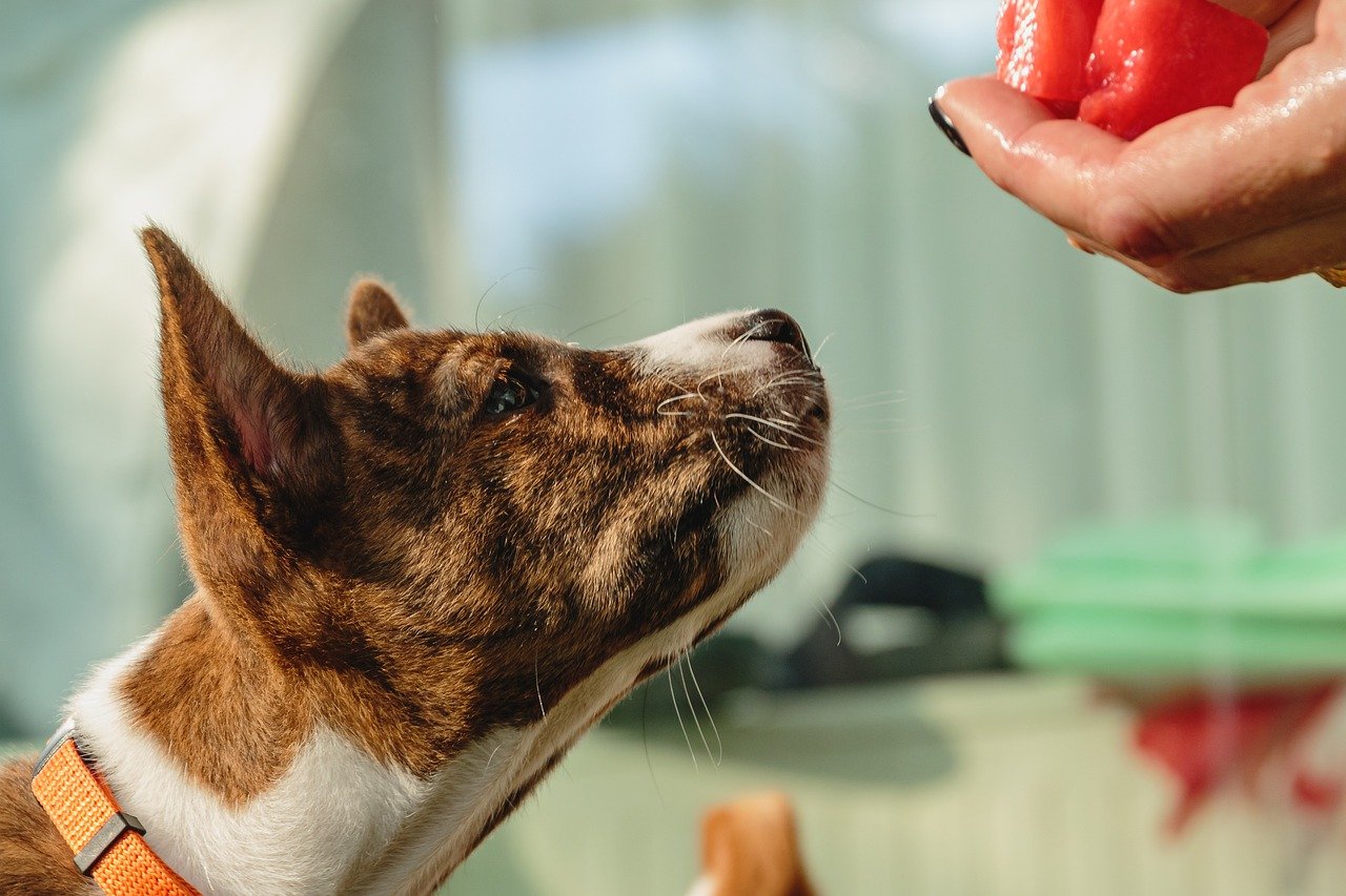 basenji