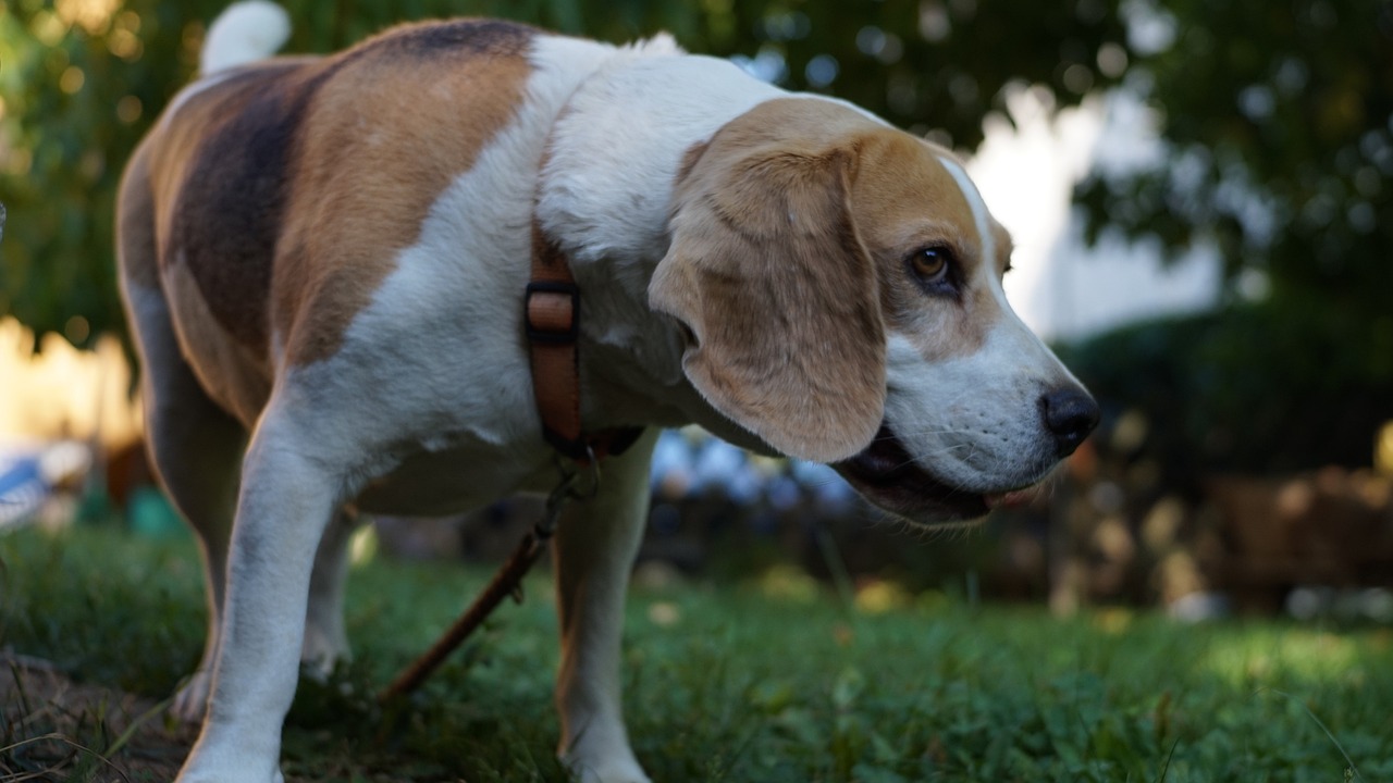 Beagle: 5 razones para adoptar un beagle en tu hogar 4 beagle