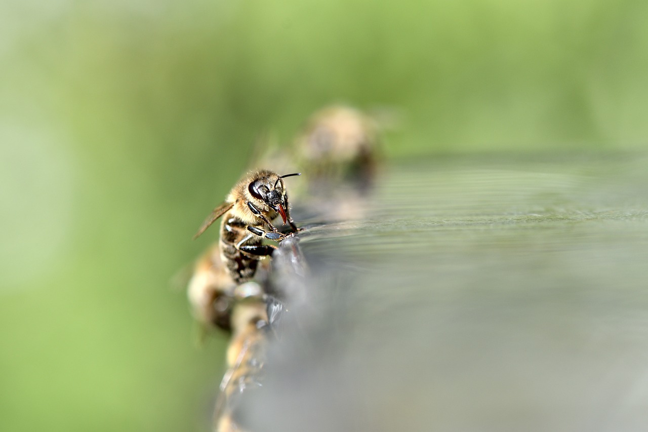 beekeeper