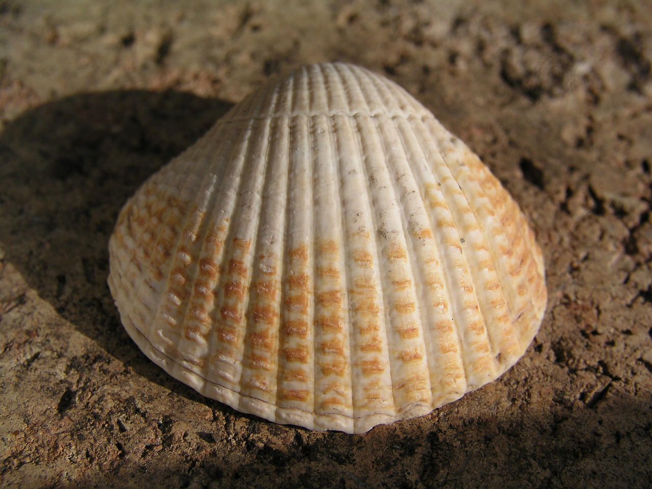 berberechos