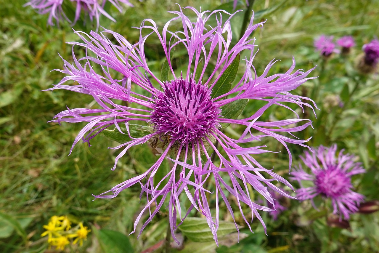 bergamota