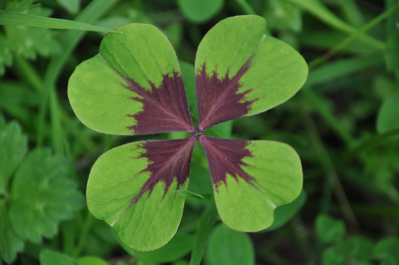 black clover