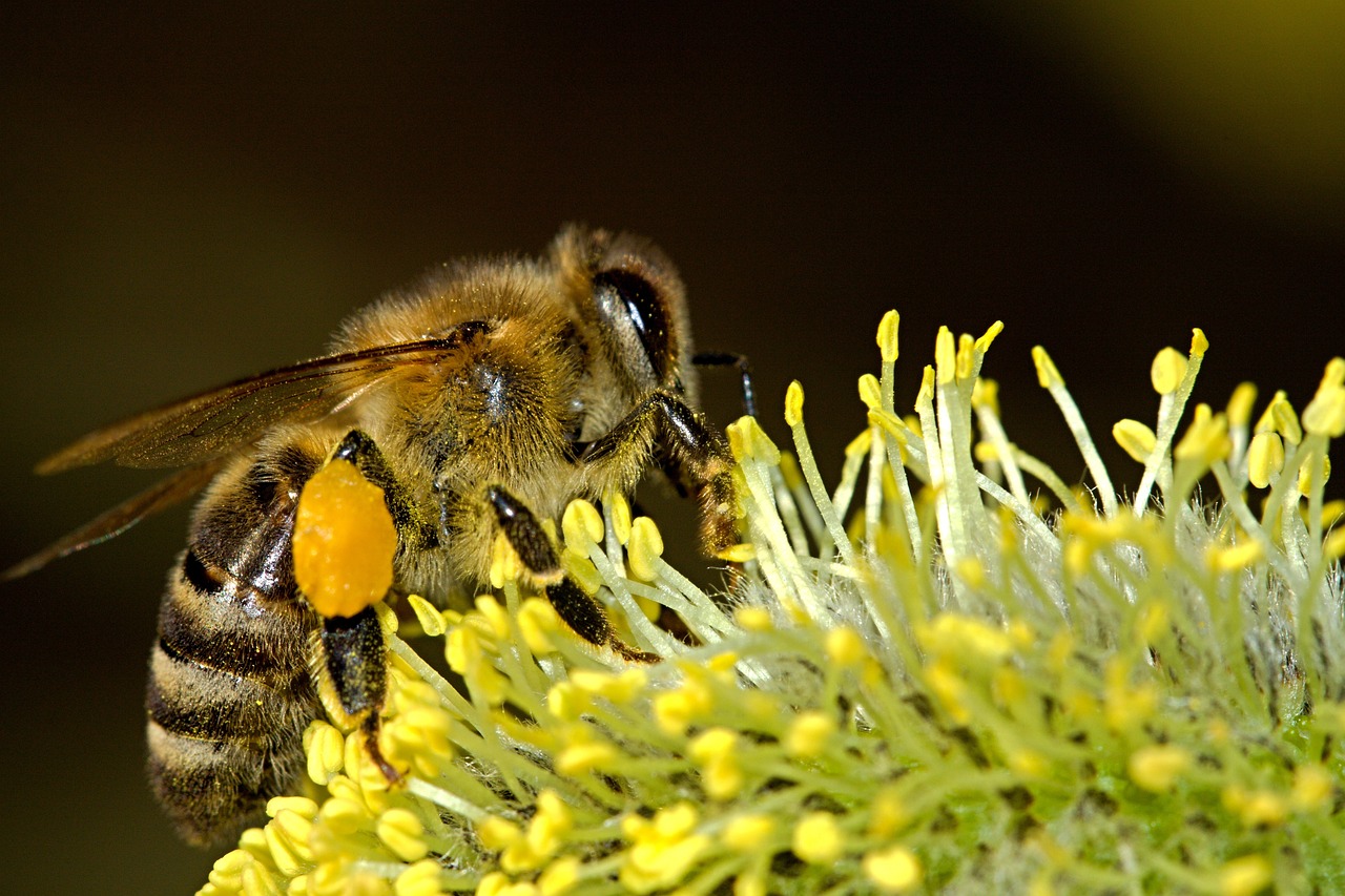 Black honey clinique: 5 beneficios sorprendentes para tus labios 3 black honey clinique