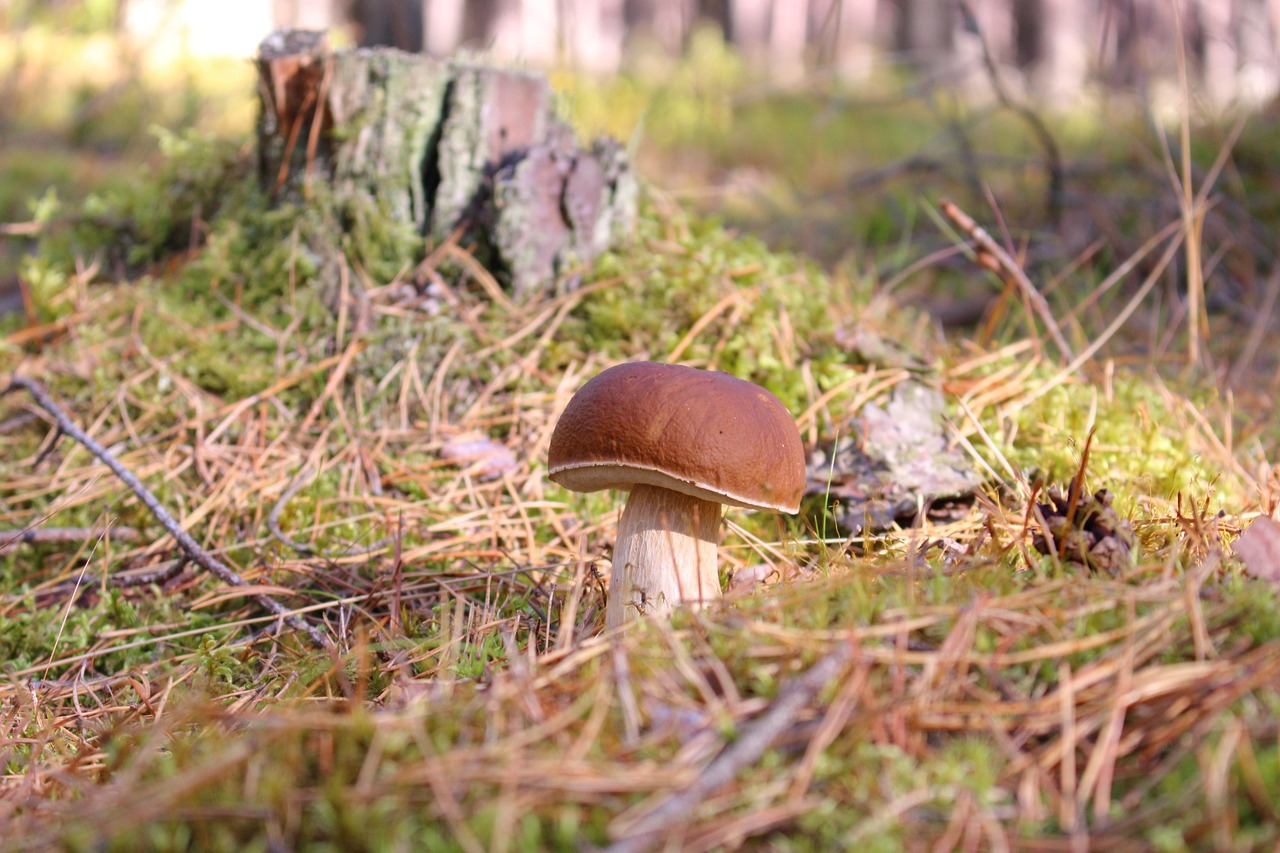 boletus aereus